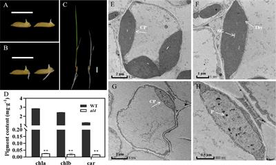 Exon skipping in IspE Gene is associated with abnormal chloroplast development in rice albino leaf 4 mutant